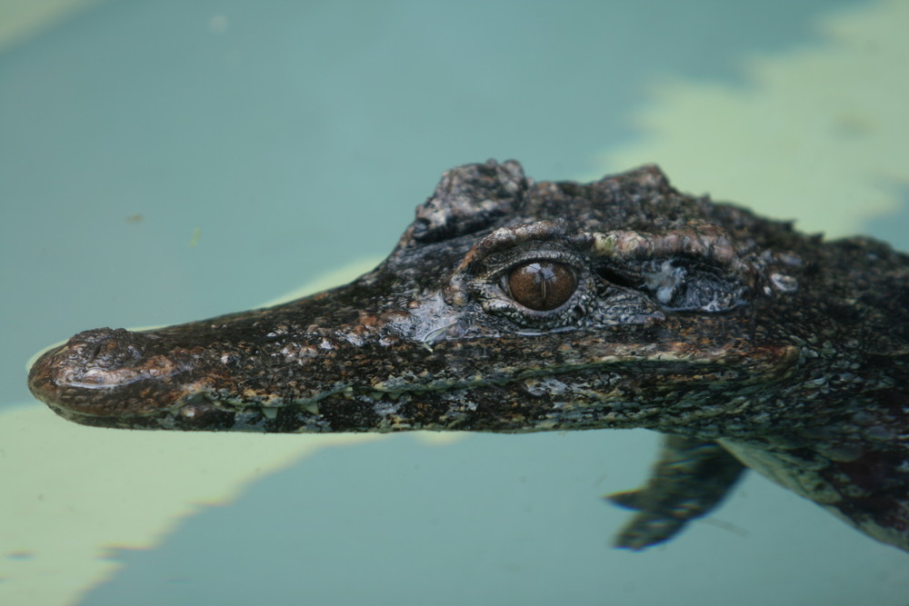 Krokodil aus dem Zoo