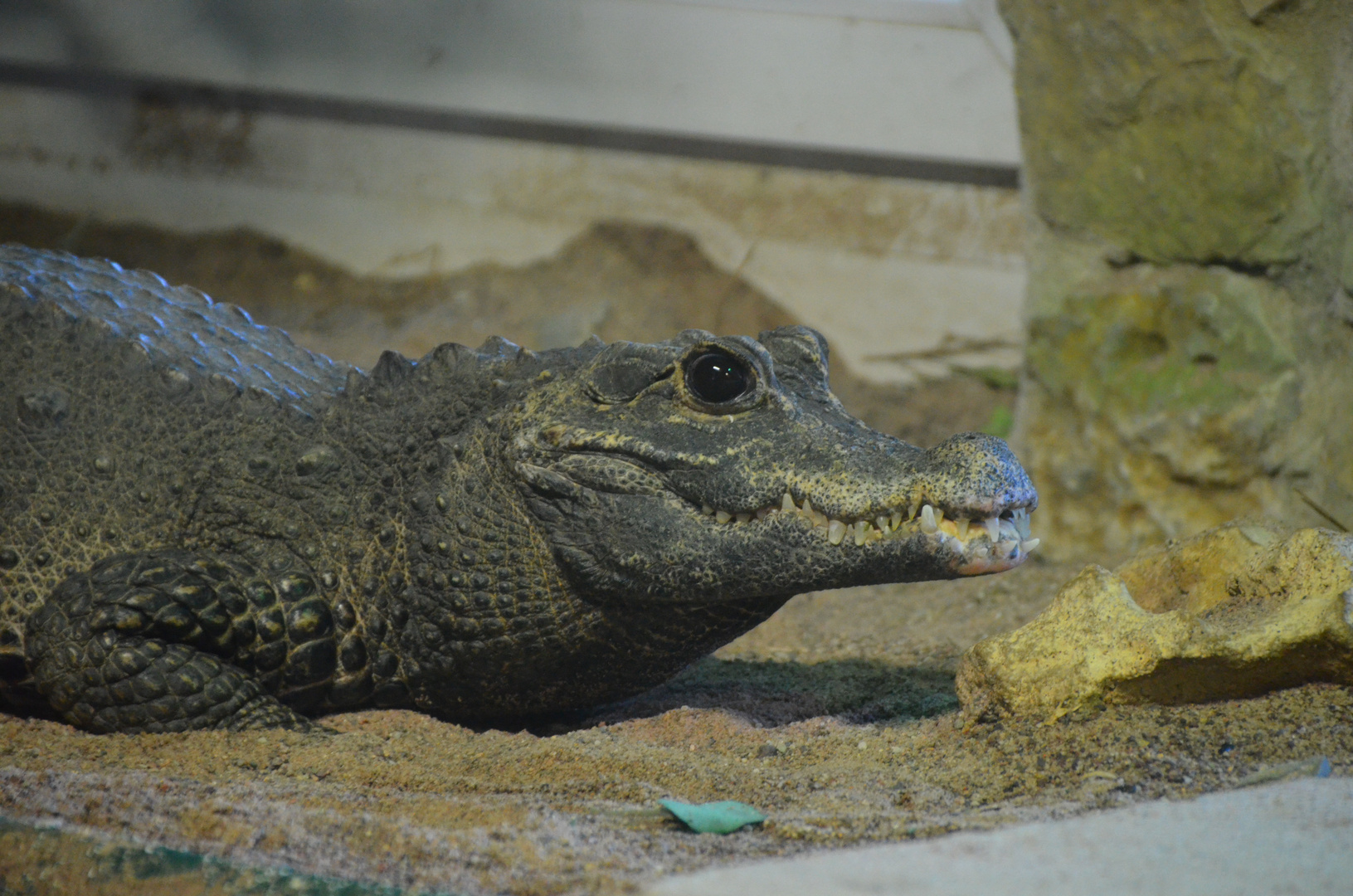 Krokodil Foto & Bild | tiere, zoo, wildpark & falknerei, amphibien ...