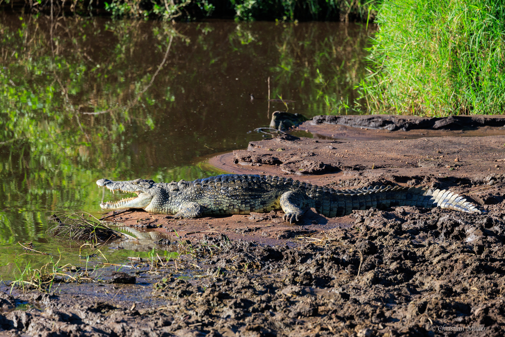 Krokodil beim Aufwärmen in Morgensonne