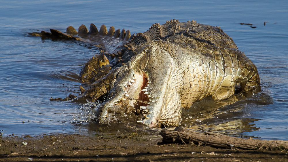 Krokodil beim Fischfang [1]