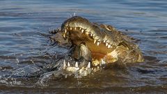 Krokodil beim Fischfang [2]