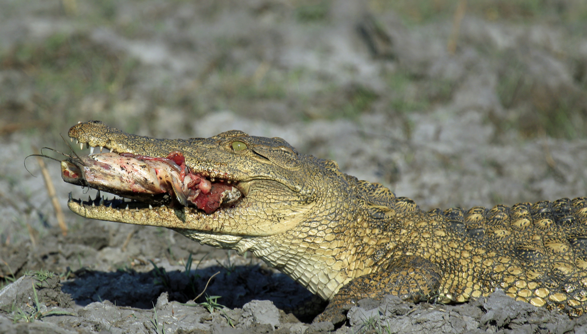 Krokodil beim Imbiss