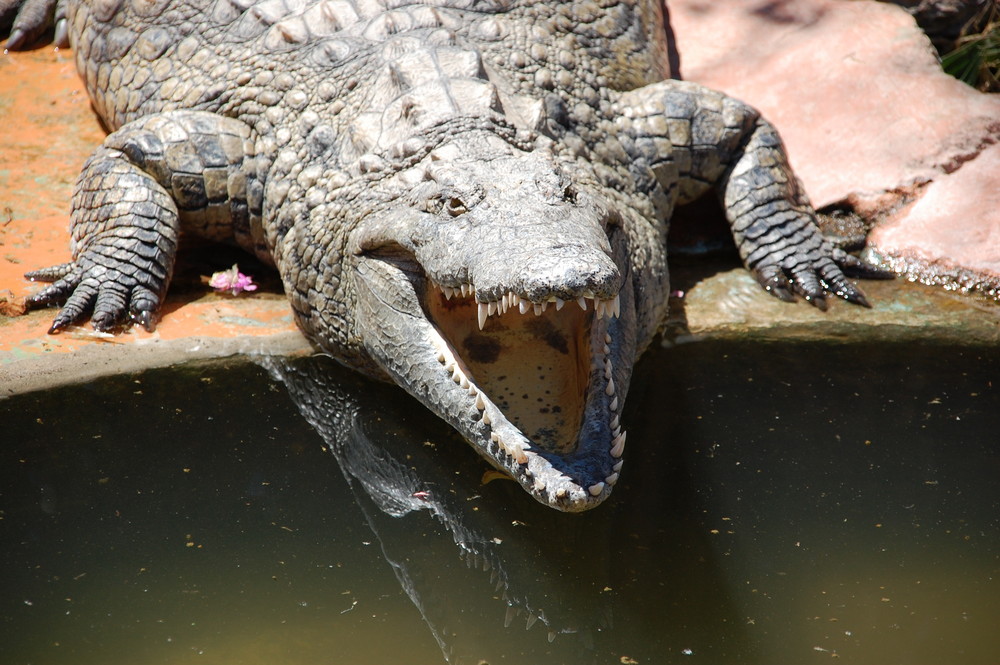 Krokodil beim Sonnen