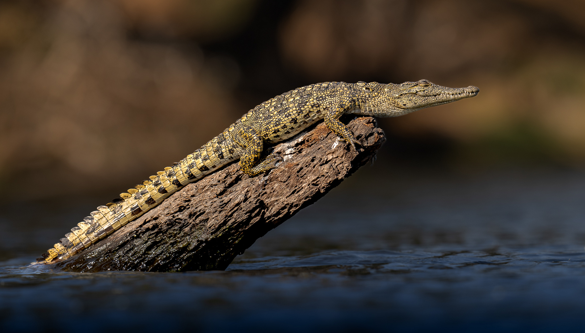 Krokodil beim Sonnenbad