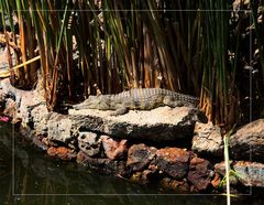 Krokodil beim Sonnenbad