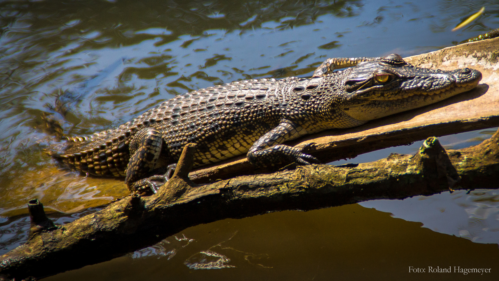 Krokodil beim Sonnenbad