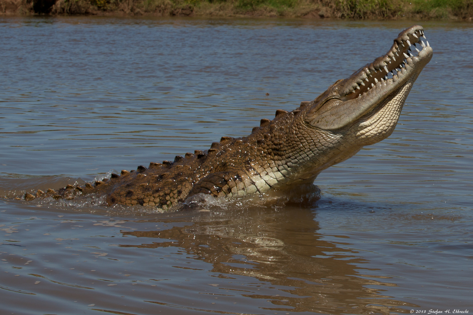 Krokodil beim Spielen
