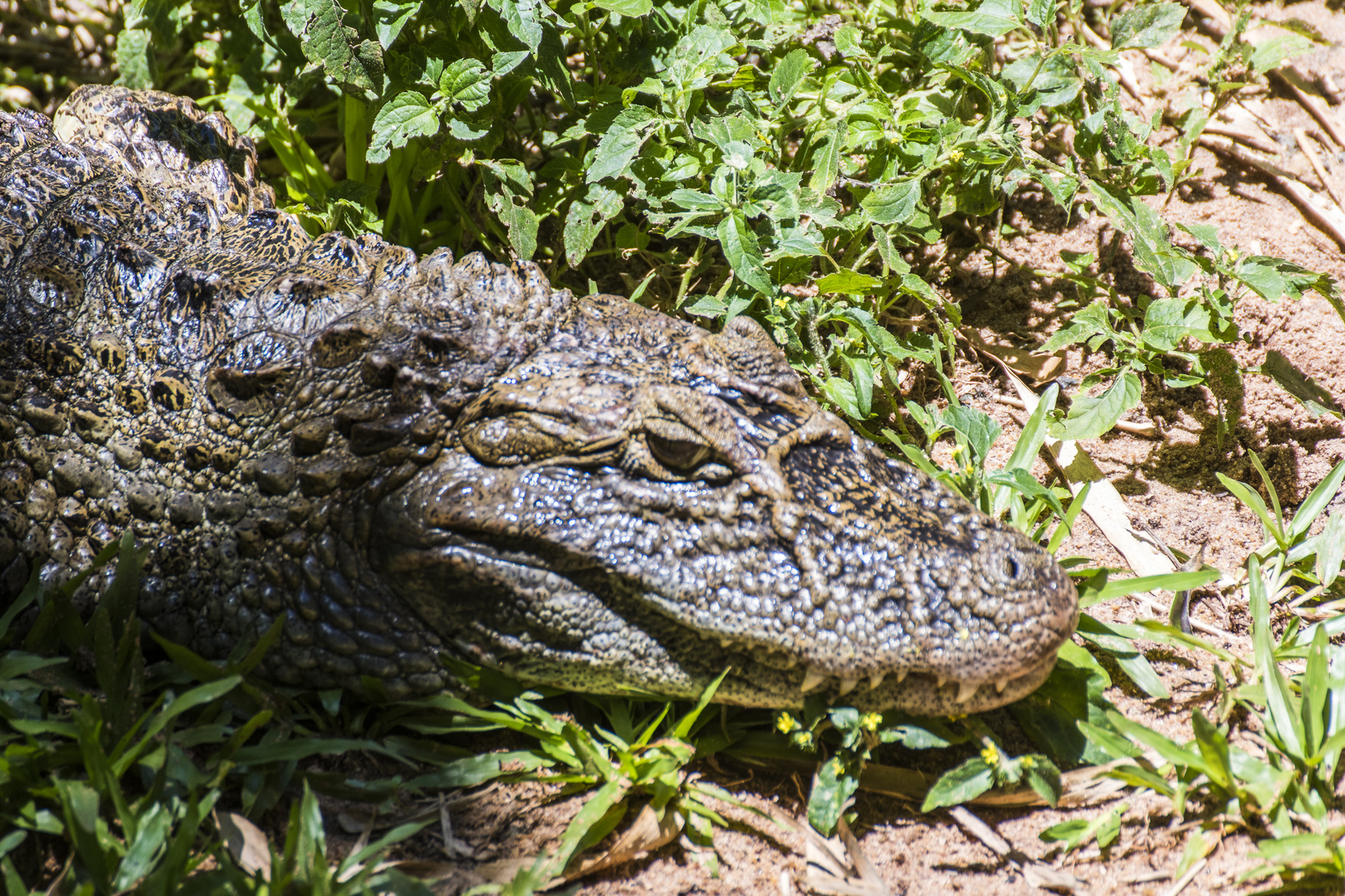 Krokodil - Brasilien