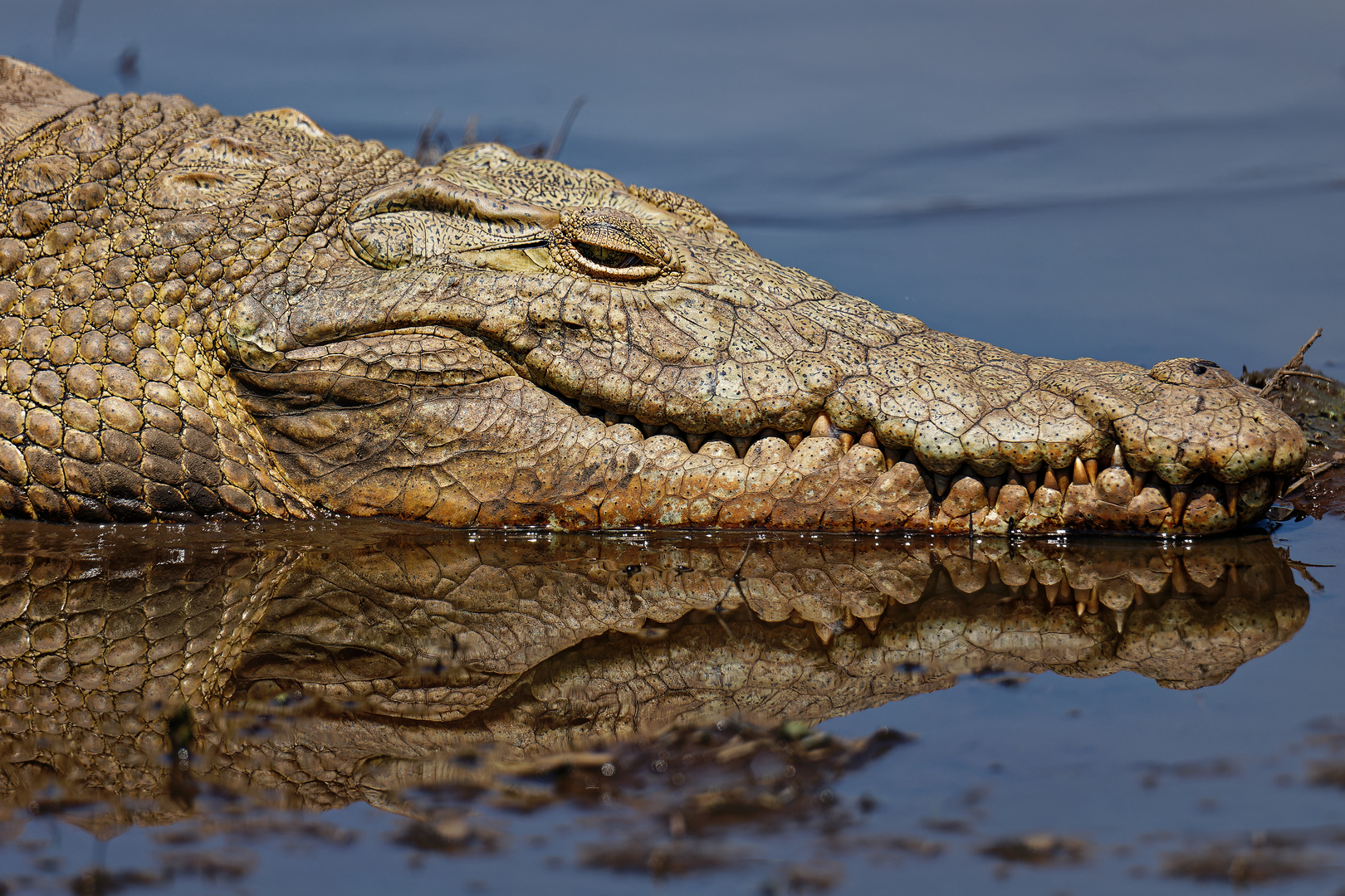 Krokodil 