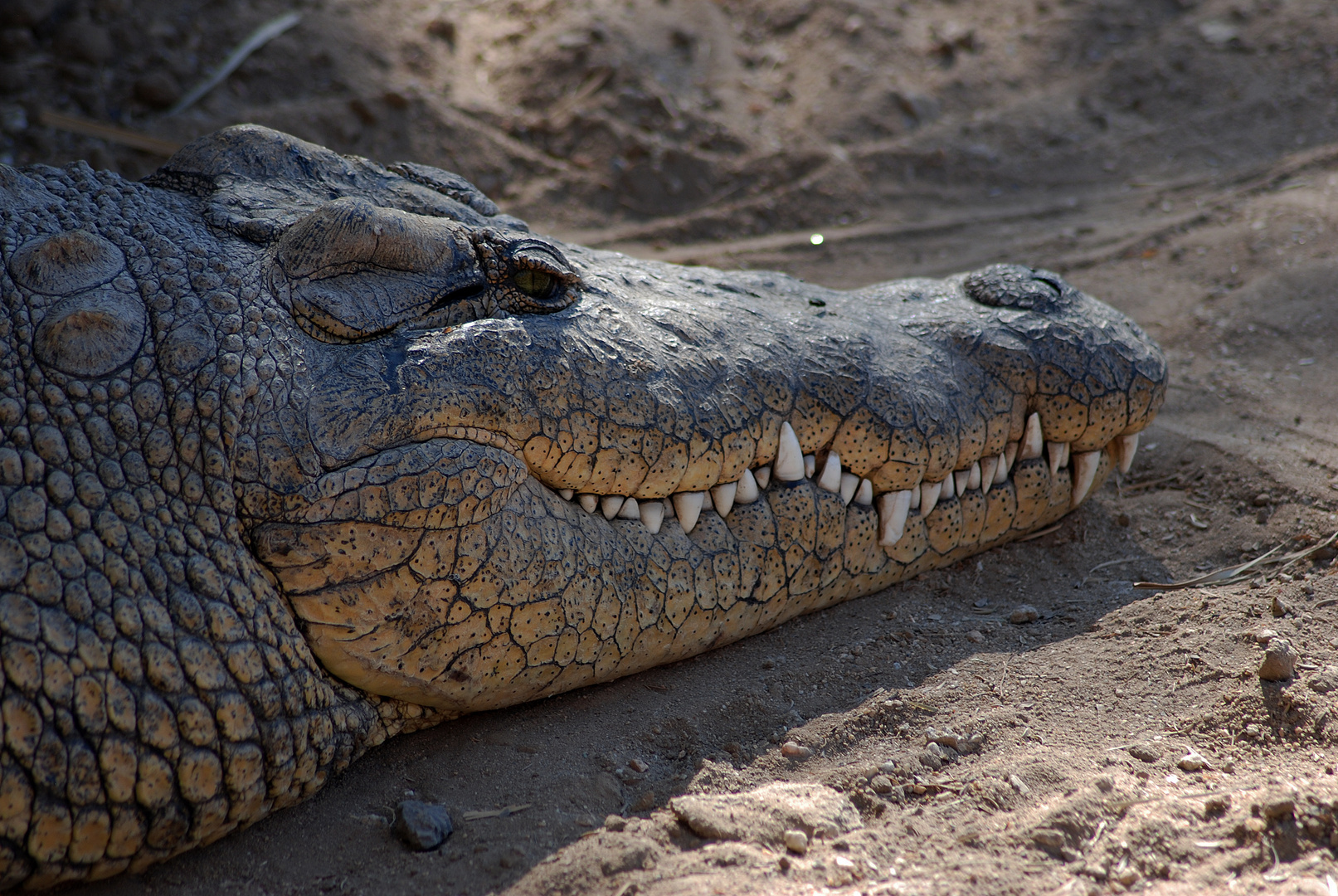 Krokodil