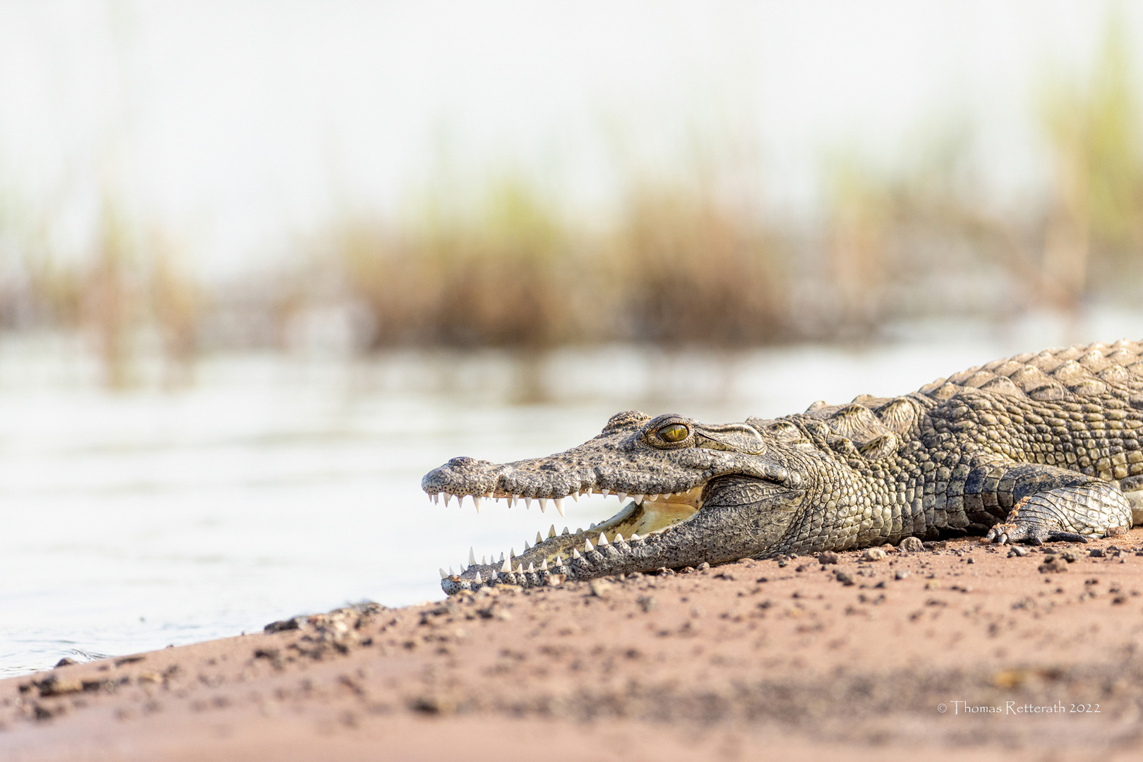 Krokodil