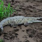 krokodil costa rica