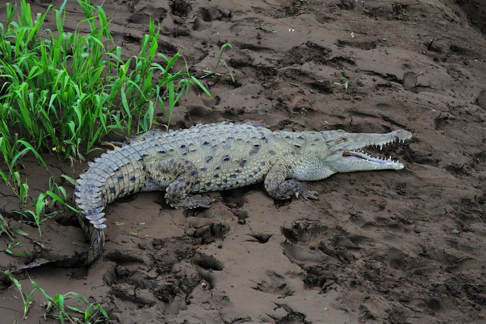 krokodil costa rica