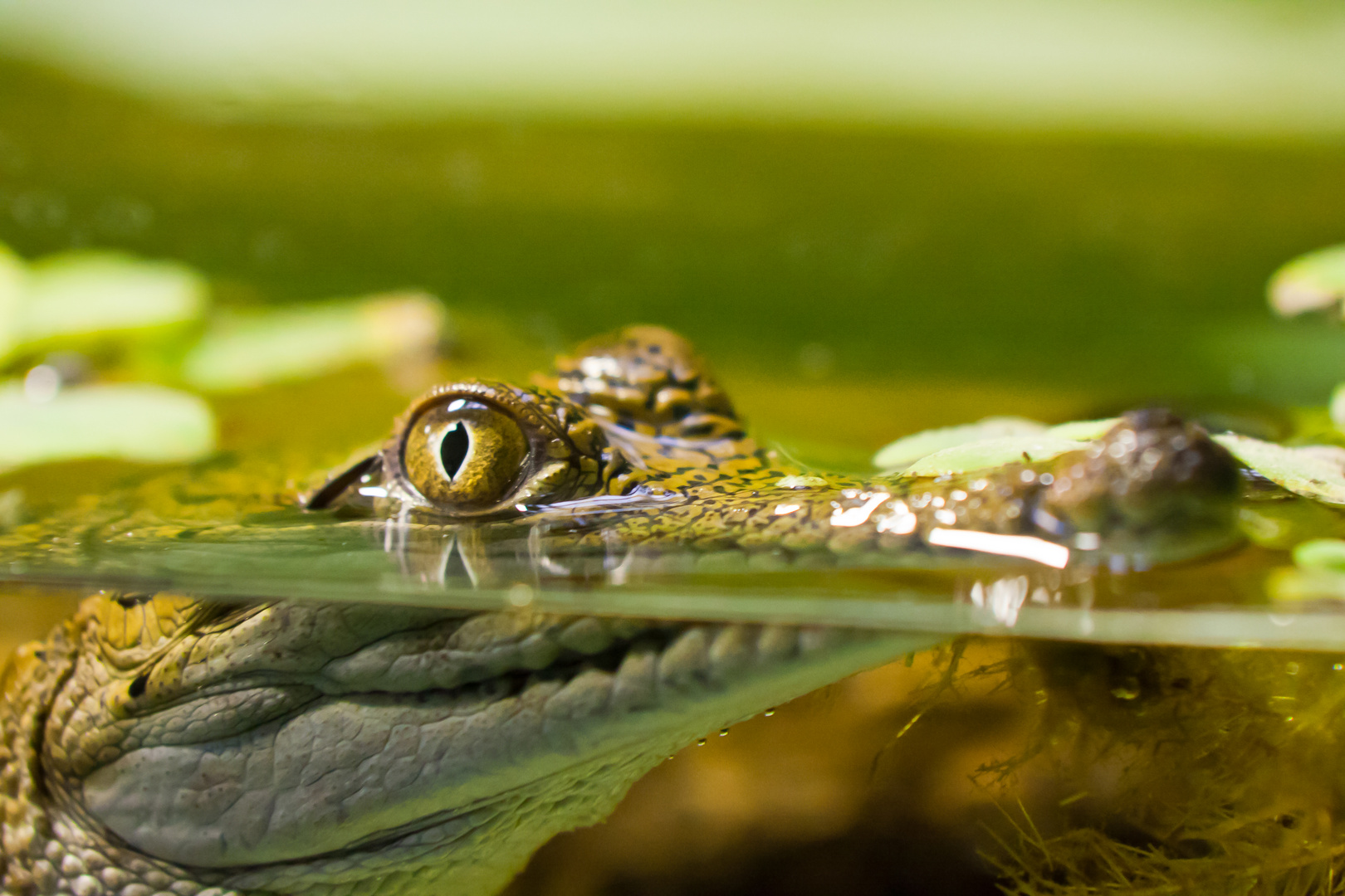 Krokodil