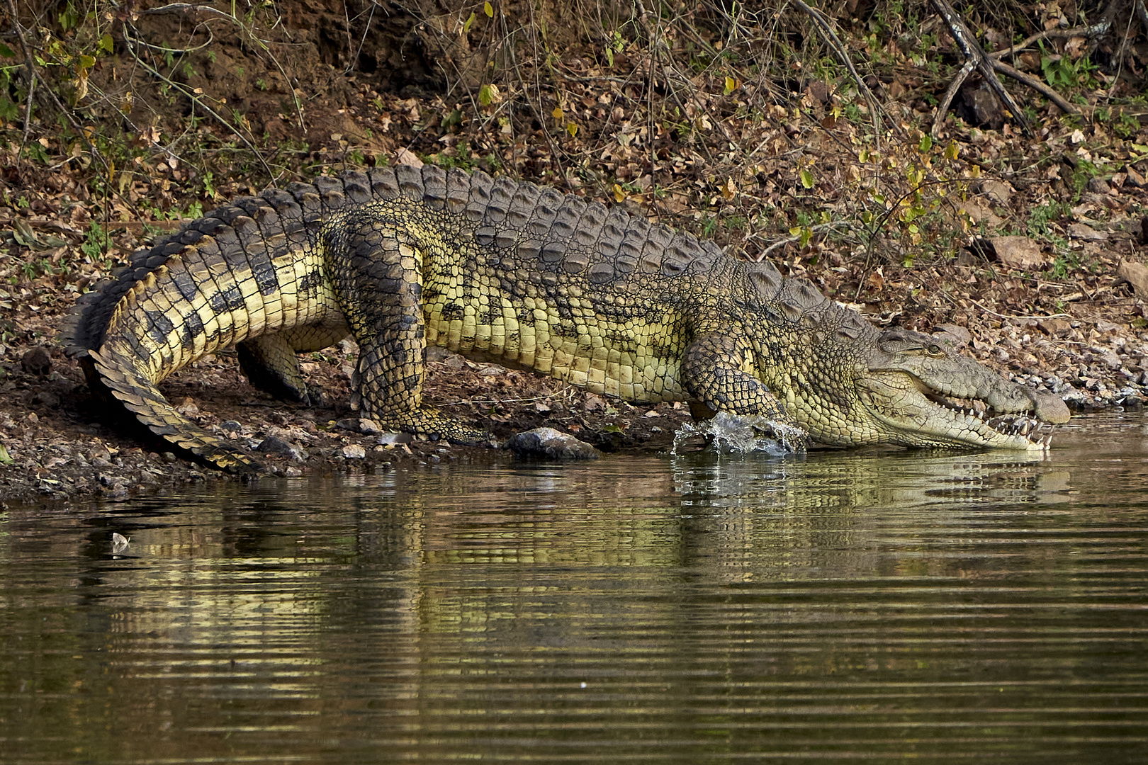 Krokodil, das Zweite