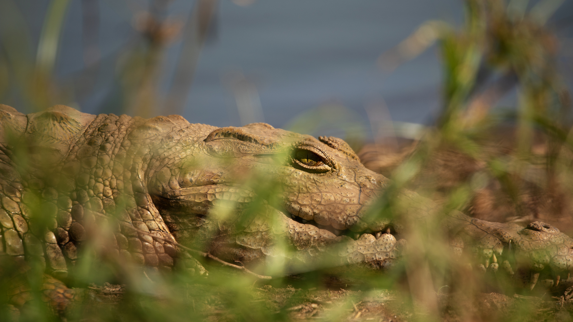 Krokodil