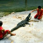 Krokodil-Domteure