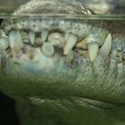 Krokodil - Ein Fall für den Zahnarzt