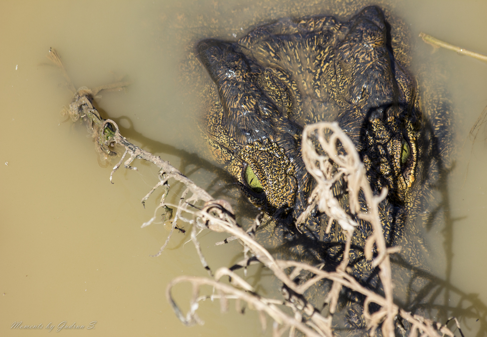 Krokodil - Erindi Private Game Reserve, Namibia