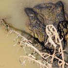 Krokodil - Erindi Private Game Reserve, Namibia