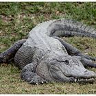 Krokodil - Everglades