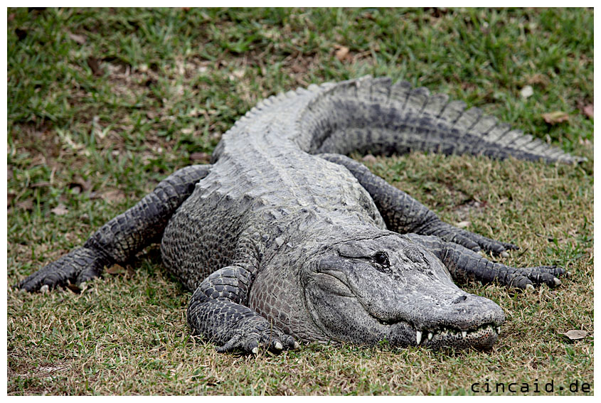 Krokodil - Everglades Foto & Bild | tiere, wildlife, amphibien ...