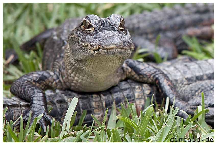 Krokodil - Everglades II
