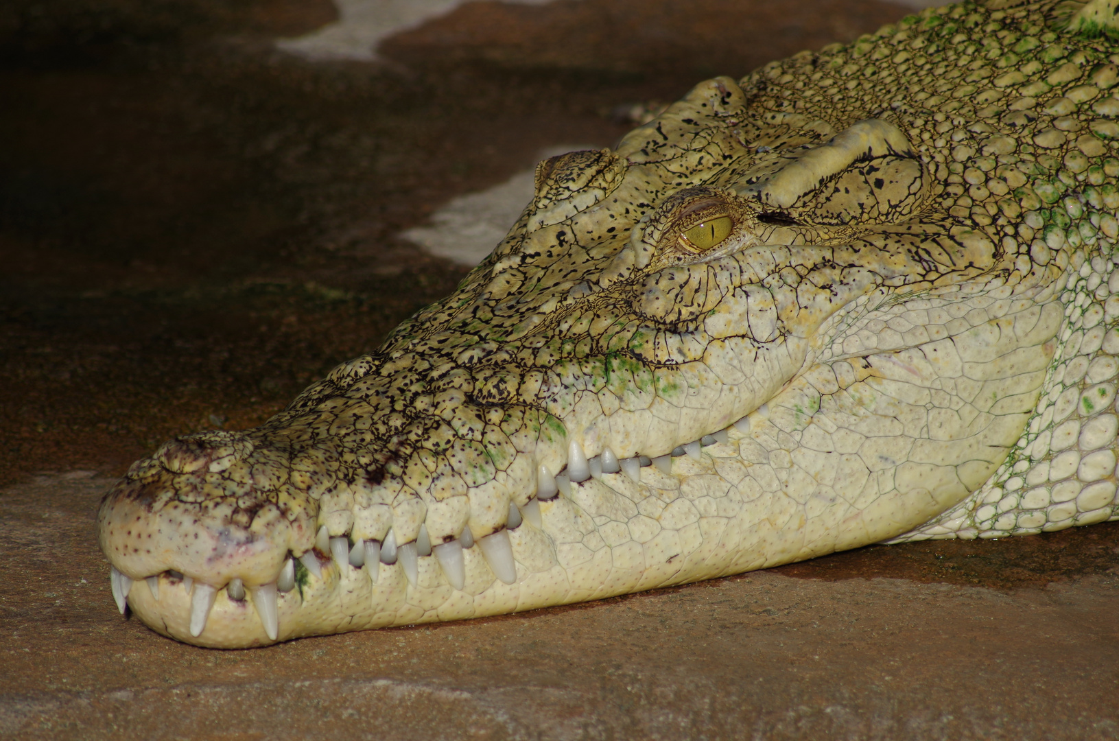 krokodil Foto & Bild tiere, zoo, wildpark & falknerei, amphibien