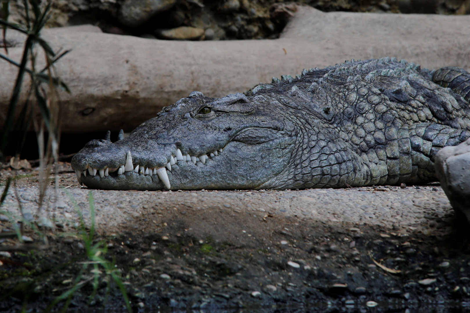 Krokodil