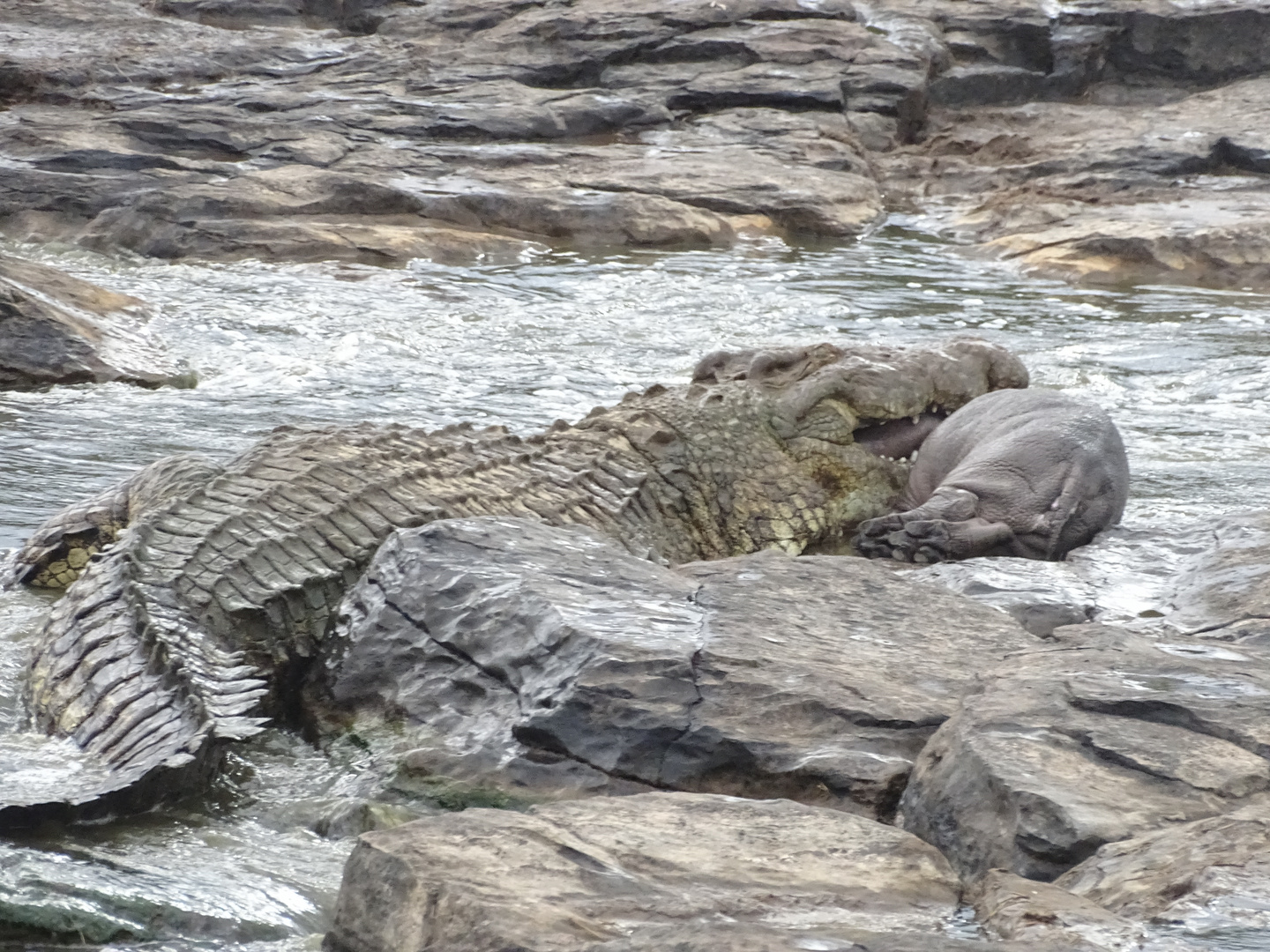 Krokodil frisst Nilpferd