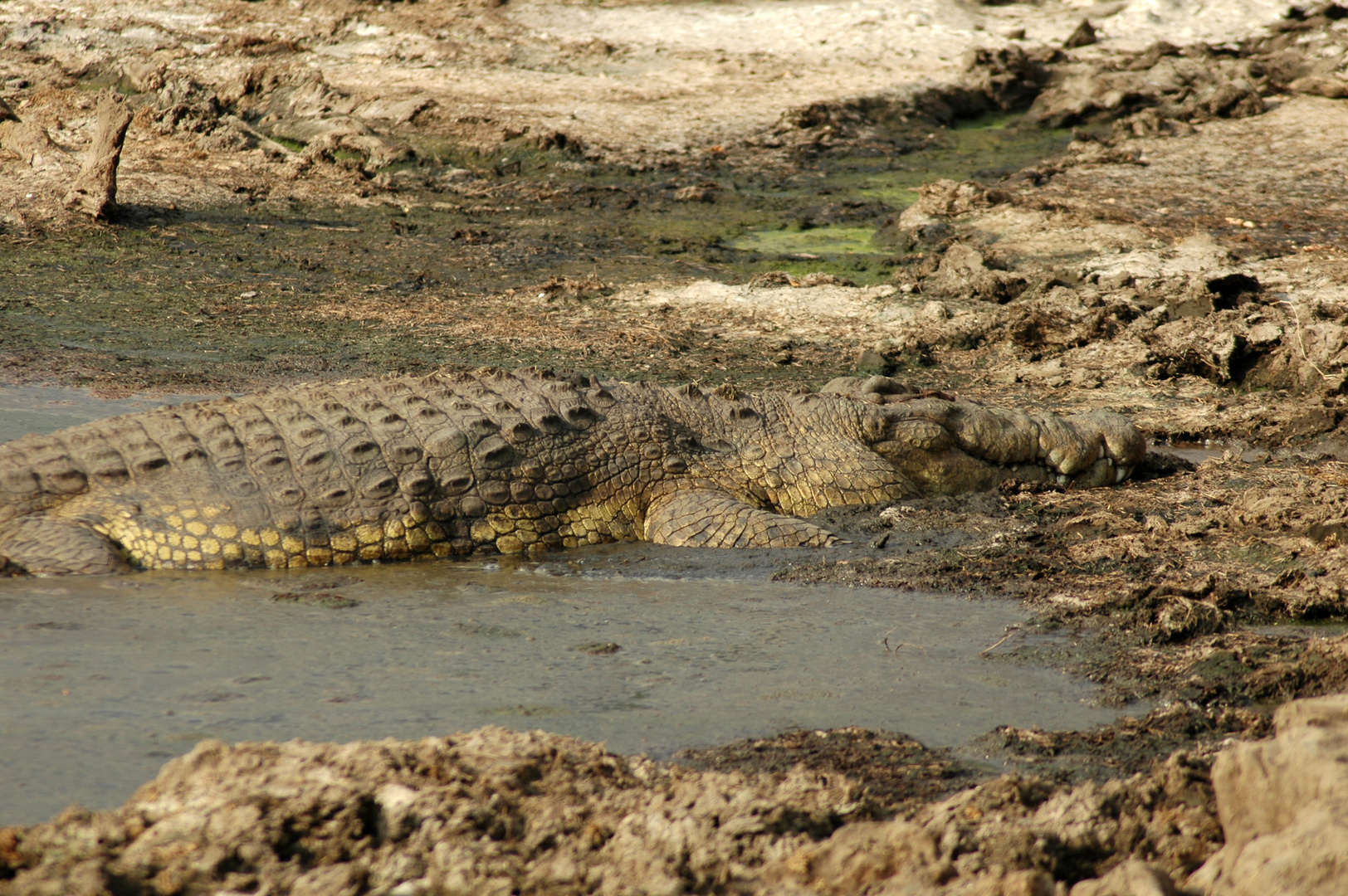 Krokodil gut getarnt