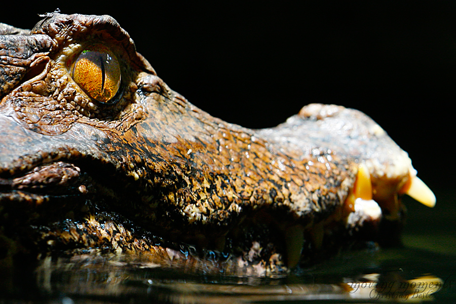 Krokodil II im Tierpark Bochum