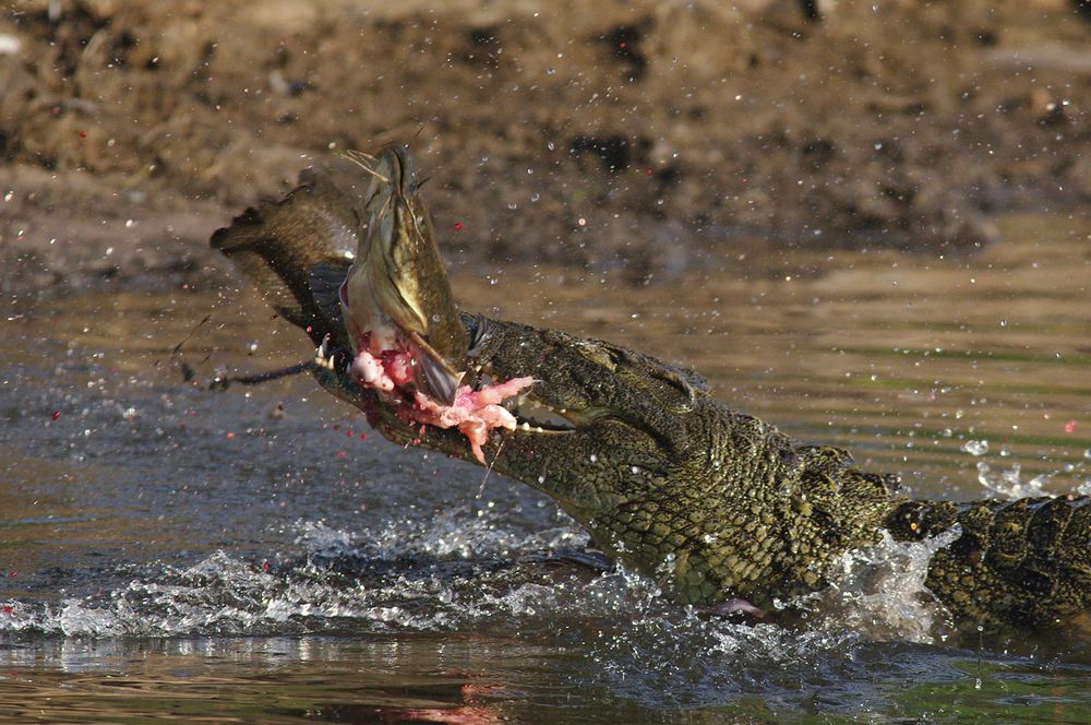 Krokodil II "Natur"