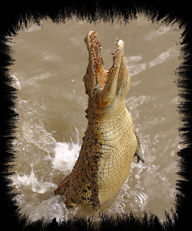 Krokodil im Adelaide River, Northern Territory, Australien