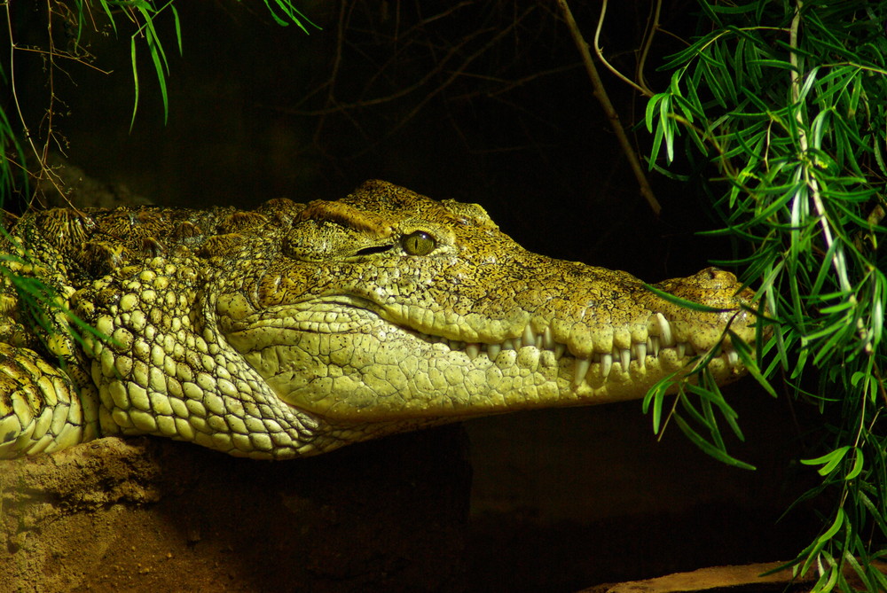 Krokodil im Aquarium Kölner Zoo