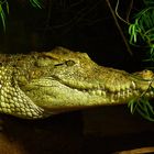 Krokodil im Aquarium Kölner Zoo