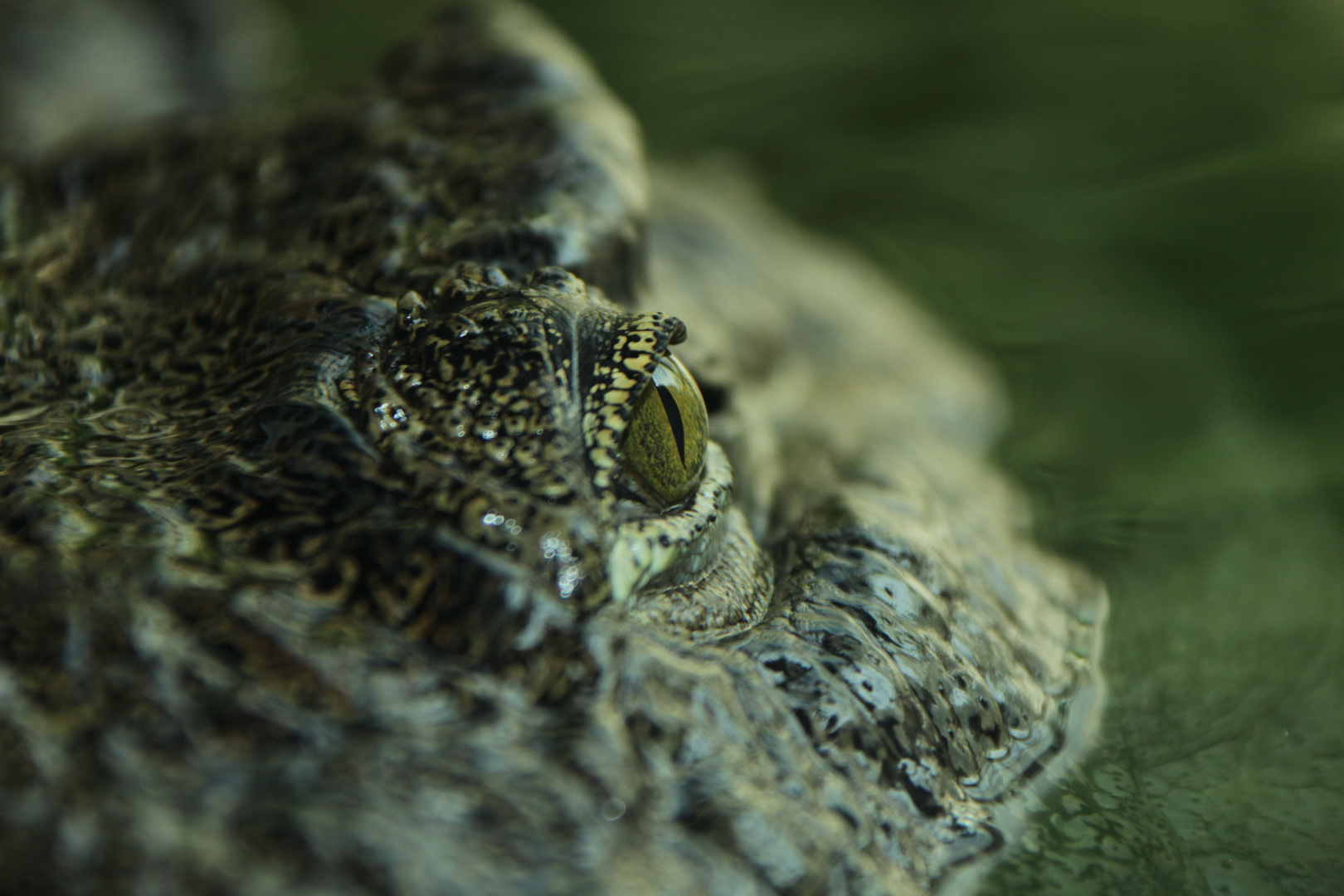 Krokodil im Basler Zoo