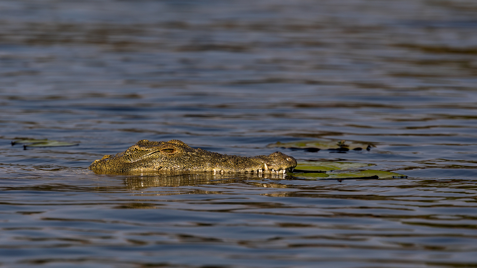 Krokodil im Chobe