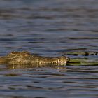 Krokodil im Chobe