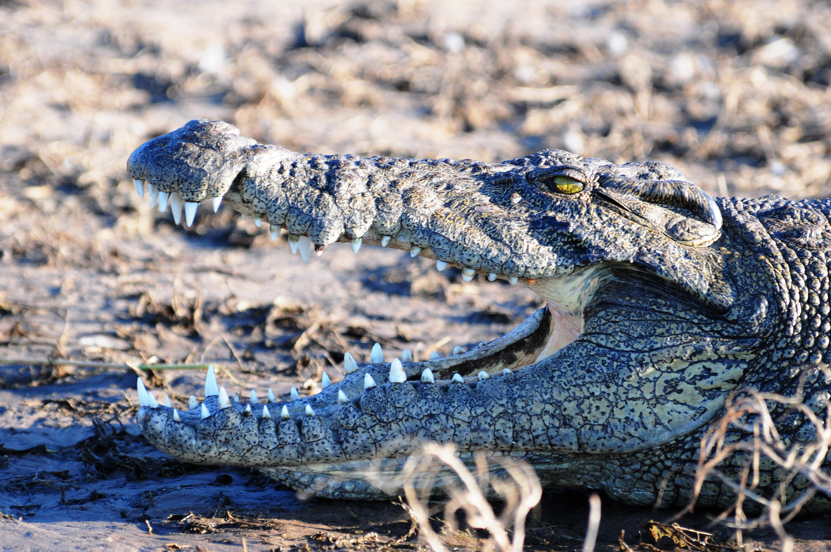 Krokodil im Chobe River