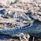 Krokodil im Chobe River