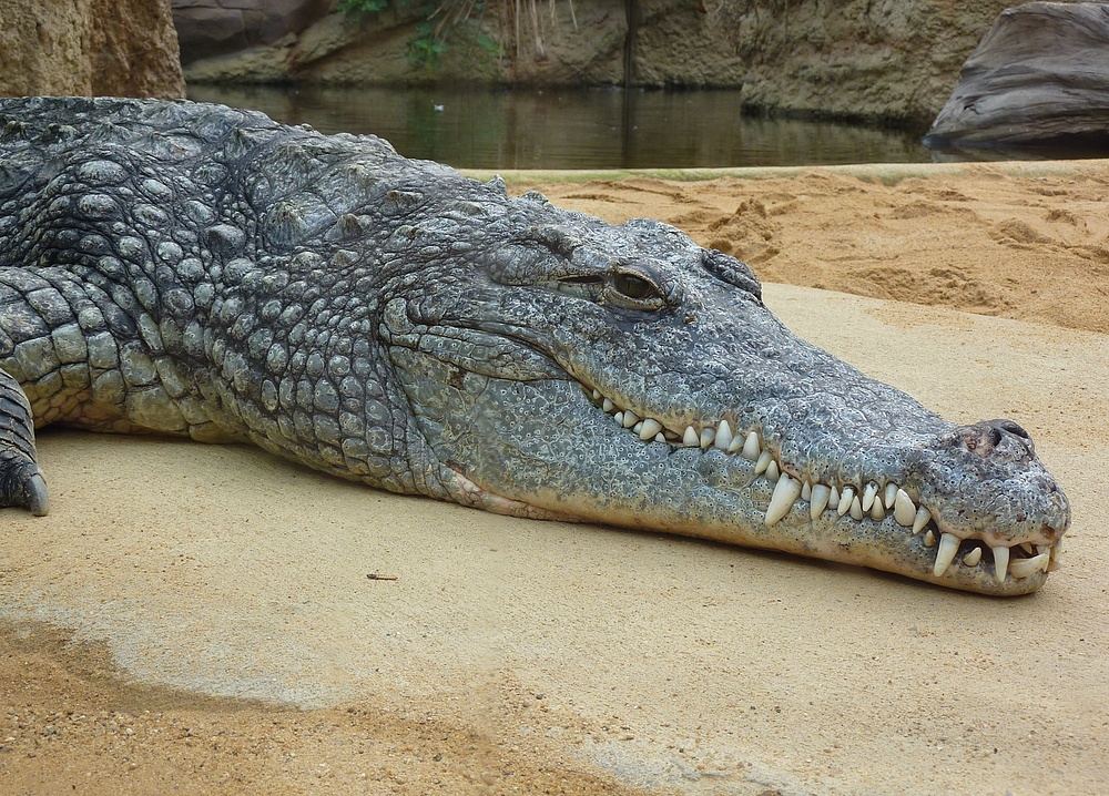 Krokodil im Kölner Zoo (Hippodom)