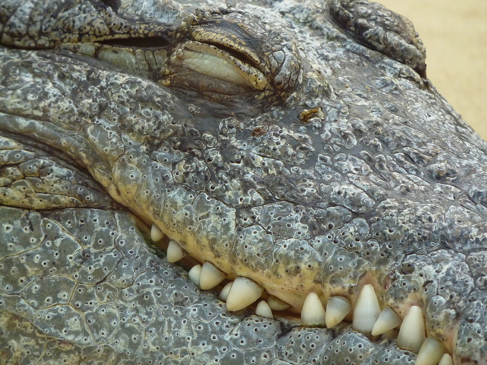 Krokodil im Kölner Zoo (Hippodom)