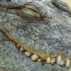 Krokodil im Kölner Zoo (Hippodom)