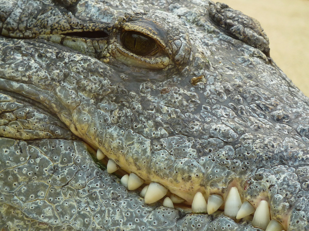 Krokodil im Kölner Zoo (Hippodom)