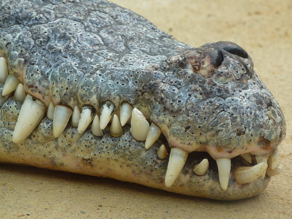 Krokodil im Kölner Zoo (Hippodom)