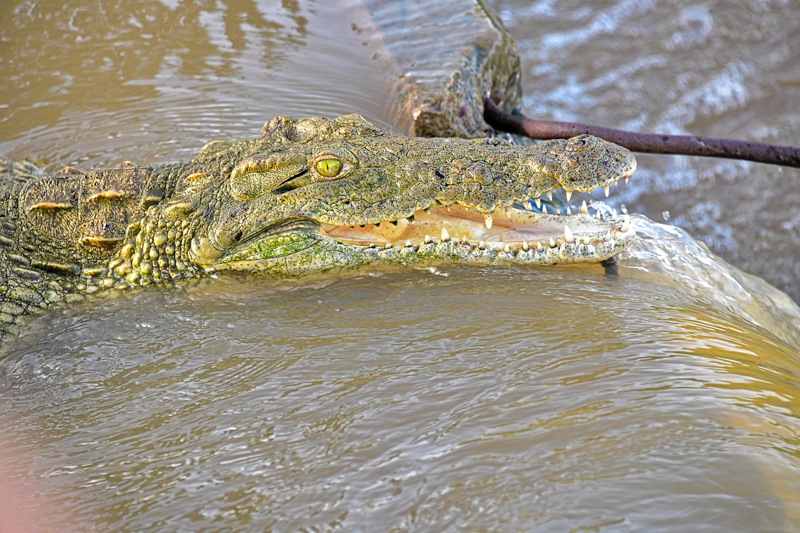 Krokodil im Kruger Nationalpark
