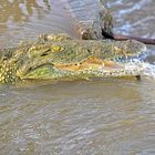 Krokodil im Kruger Nationalpark