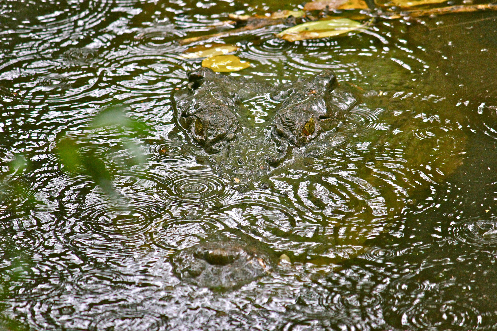 Krokodil im Regen