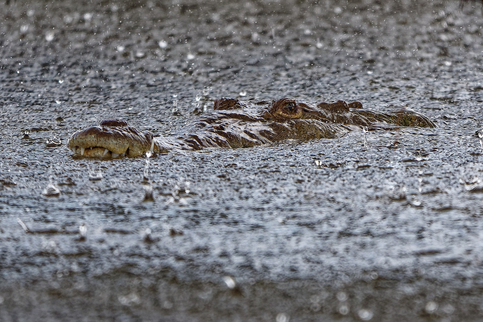 Krokodil im Regen